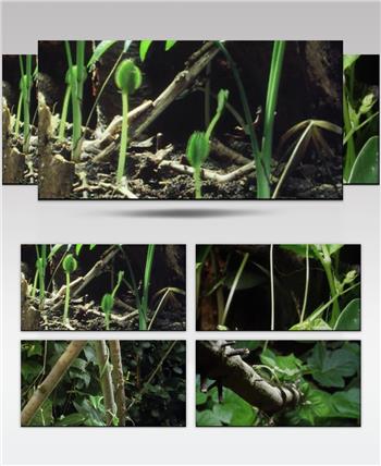 自然植物类植物快速生长_batch中国高清实拍素材宣传片