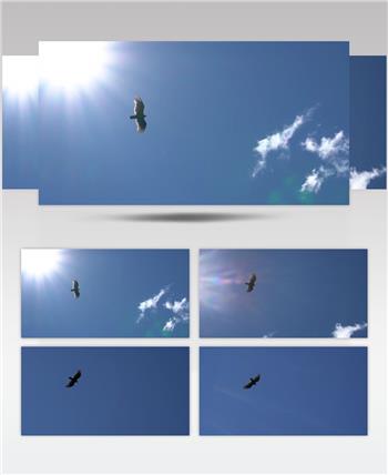 一只鹰在晴朗的天空中展翅滑翔