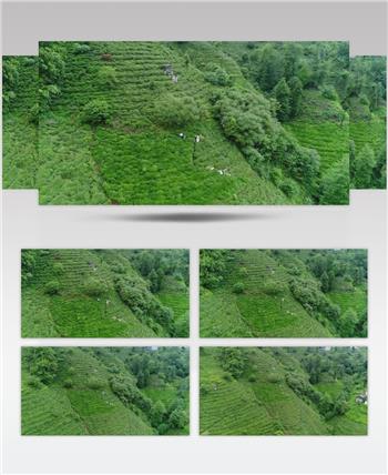 航拍茶山上采茶工忙着采茶叶