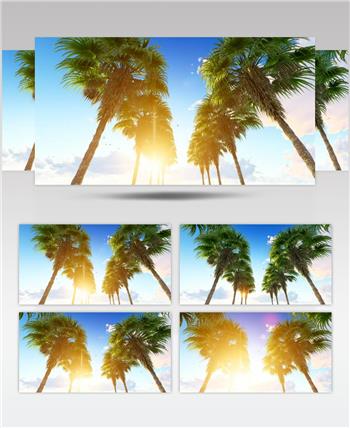 蓝天白云下的椰子树