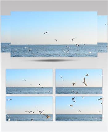 一群海鸥在大海海面上飞翔