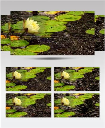 高清实拍池塘里的荷叶白莲花