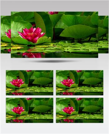 高清实拍湖面上的莲花