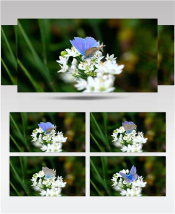 高清实拍白花上的蓝色蝴蝶