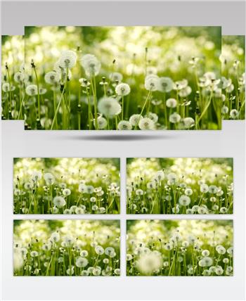 高清实拍满是蒲公英的田野美景