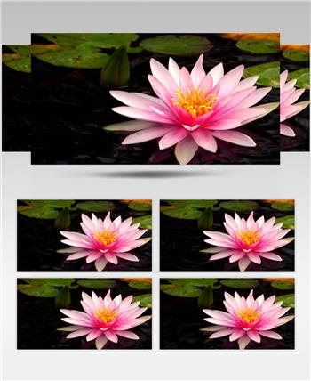 高清实拍湖中的粉红色莲花