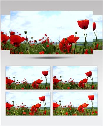 高清实拍开满罂粟花得田野