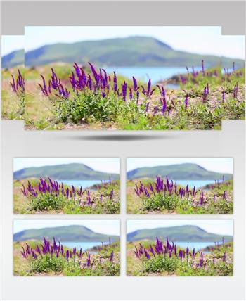 高清实拍湖边被风吹动的紫色花朵