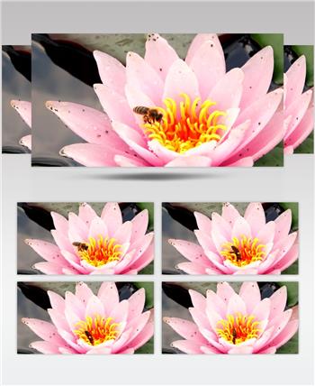 池塘莲花上的蜜蜂采蜜高清实拍