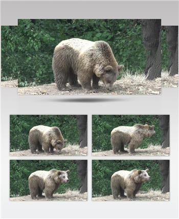 棕熊在森林里游荡实拍视频