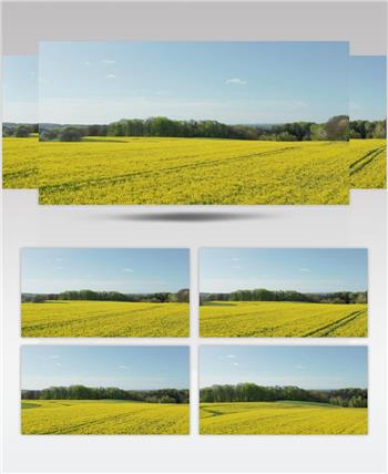 航拍油菜花田园美景实拍视频