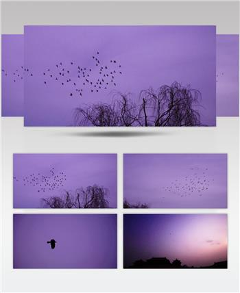 紫禁城上空的飞鸟