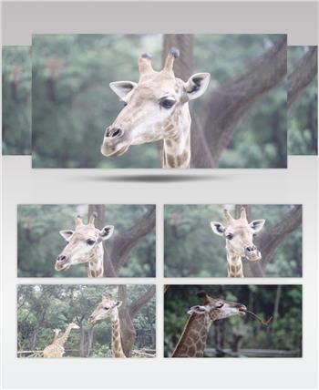 深圳动物园长颈鹿