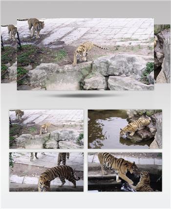 深圳动物园老虎