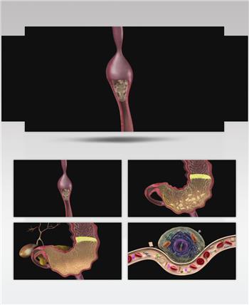 3D动画人体口腔咀嚼消化功能医疗视频素材