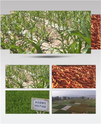 玉米苗 农业 各种农作物 五谷杂粮 视频