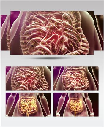 三维动画 人体肠道 消化过程 视频素材