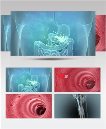 人体血管 骨骼 三维动画 视频素材