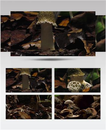 三维 野蘑菇 快速生长 动画 自然世界 视频素材
