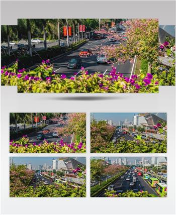 穿越花丛中汽车 