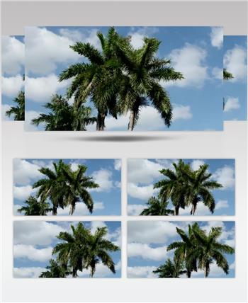 晴朗天空下的棕榈树视频