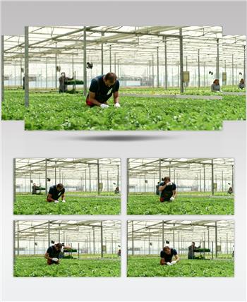 蔬菜大棚里温室工人检查蔬菜的生长