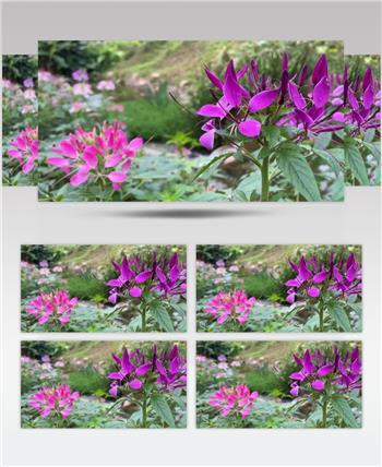 小溪旁的醉蝶花