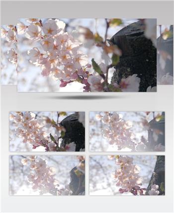 春风中的樱花