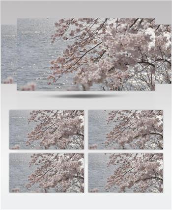 湖畔的樱花树