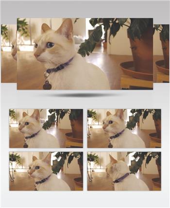 一只可爱的白猫特写镜头