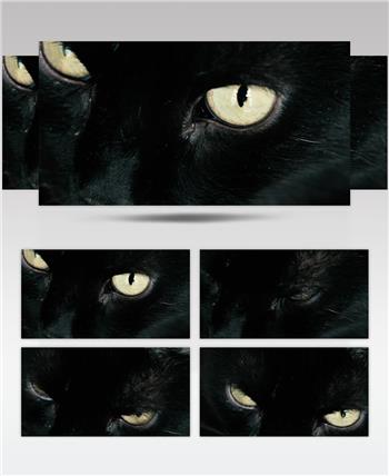 一只黑猫闪烁黄色眼睛特写镜头