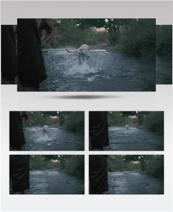 宠物狗在小溪里抓球视频素材