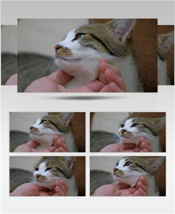 主人用手抚摸一只可爱猫咪的特写镜头