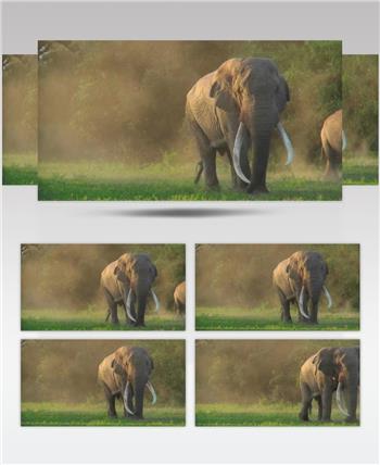 实拍珍惜动物大象象牙草原视频素材