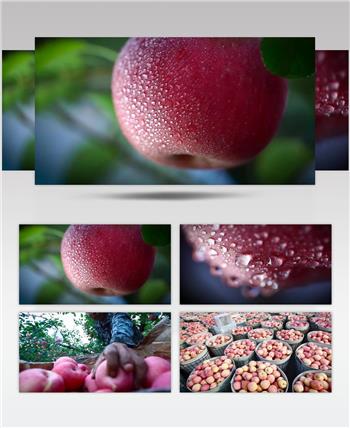 苹果丰收农业水果种植业视频