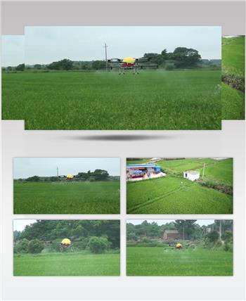 现代农业种植水稻无人机撒药视频素材