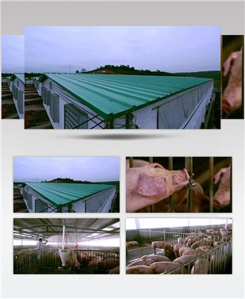 科学养殖生态猪场食品安全健康食品视频素材