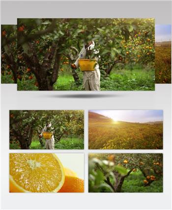 自然风果园柑橘橙子桔子水果特写空镜头实拍视频素材