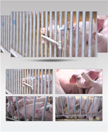 高清实拍生态养猪场现代化养殖业视频素材