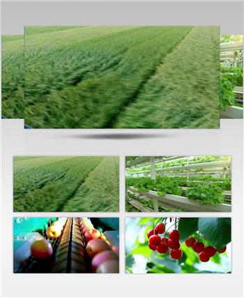 秋天丰收季农业类高科技种植农业宣传片视频素材