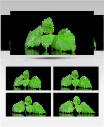 旋转的薄荷叶