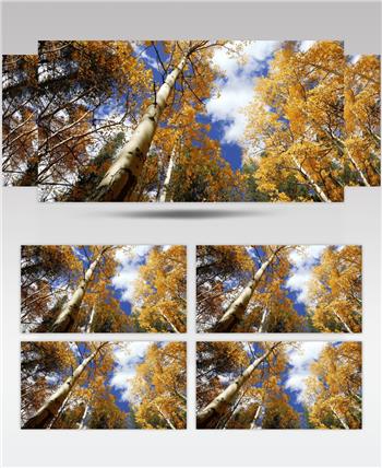 秋天的白杨树 4K