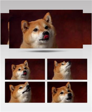 日本宠物狗柴犬特写镜头