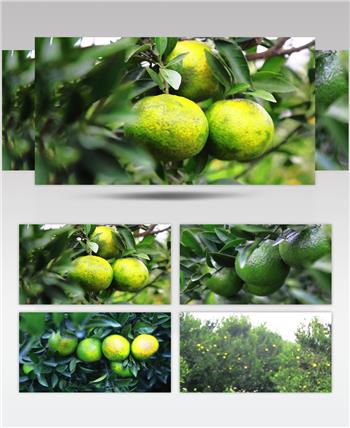 大红柑新会桔新会陈皮原料产业基地视频素材