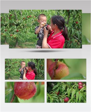 油桃满天星油桃4K农场果园种植园视频素材下载
