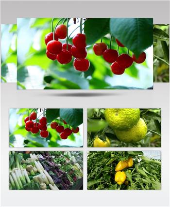 水果蔬菜农业种植基地视频素材