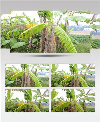 农业种植香蕉树实拍