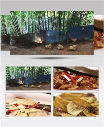 野山鸡大山养殖场走地鸡绿色食品实拍