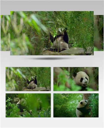 国家一级保护动物熊猫吃竹子视频素材
