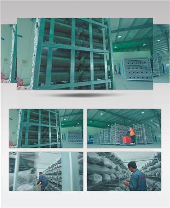 现代农业园 菌生产画面 香菇 菇